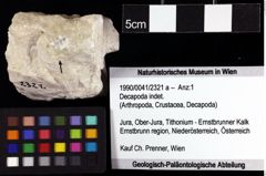 Foto (Objket + Etiketten) von Decapoda indet. 